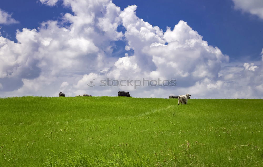 Similar – Three cows and a sky that turns blue