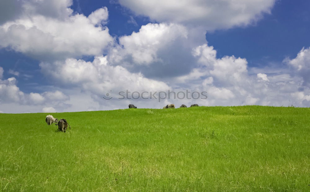 Similar – Three cows and a sky that turns blue