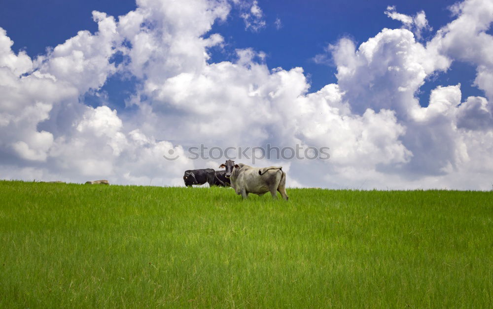 Similar – Scottish Highland Cattle from Usedom