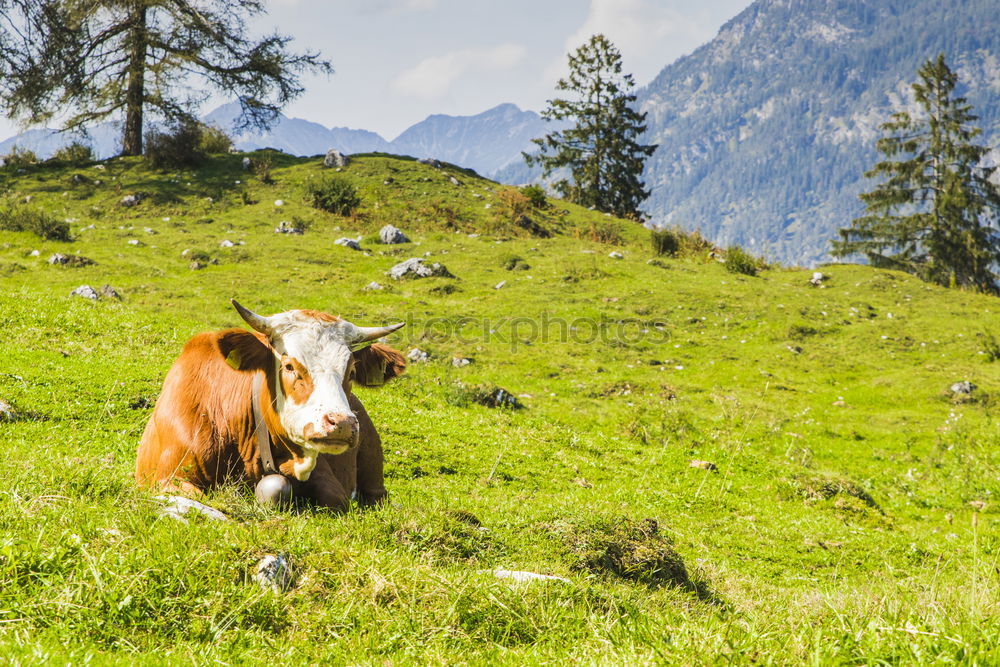 Similar – Image, Stock Photo Cow and horse Environment