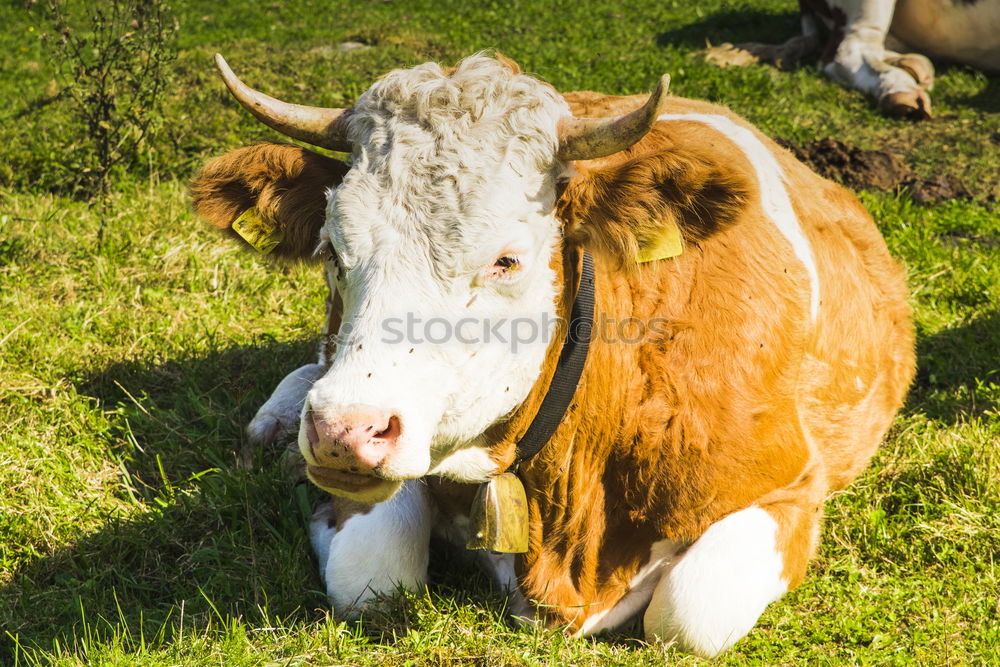 Similar – longhorn Animal