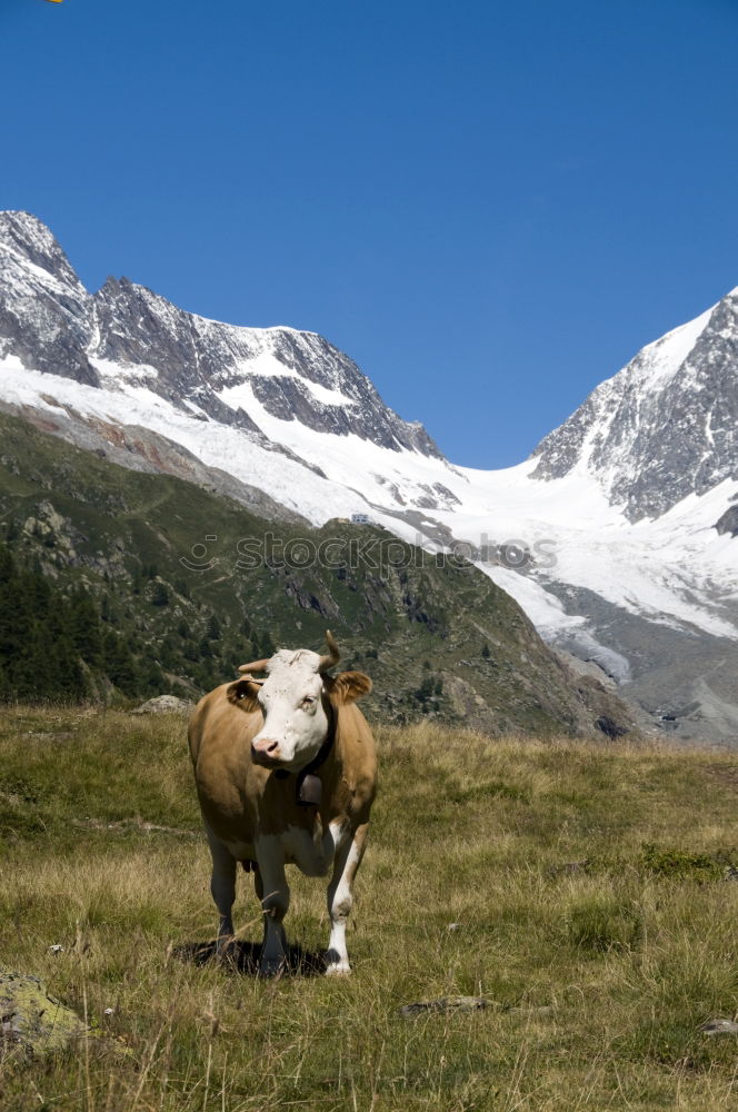 Similar – Seiser Alm harmonisch