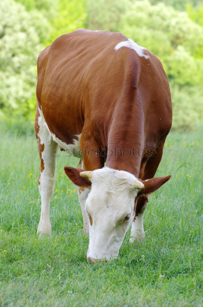 Similar – Foto Bild Kühe Kuh Rind Wiese Gras