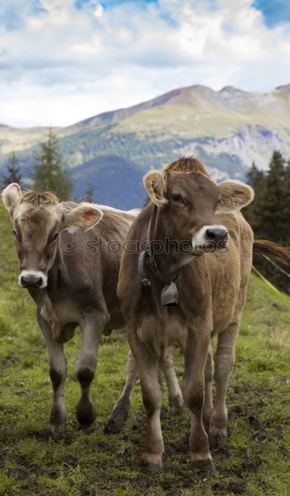 Similar – Image, Stock Photo Pitztal young cattle