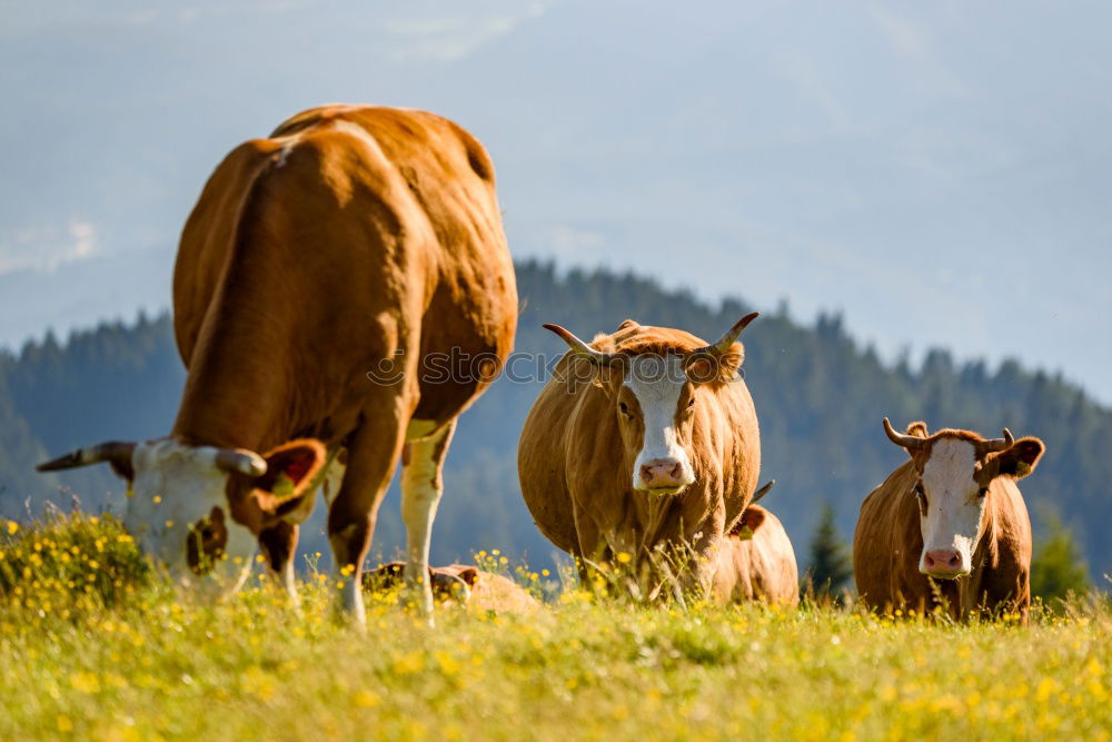 Similar – Image, Stock Photo Muh cow in Allgäu