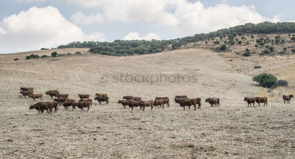 Similar – Image, Stock Photo #A# Look at the herd Art