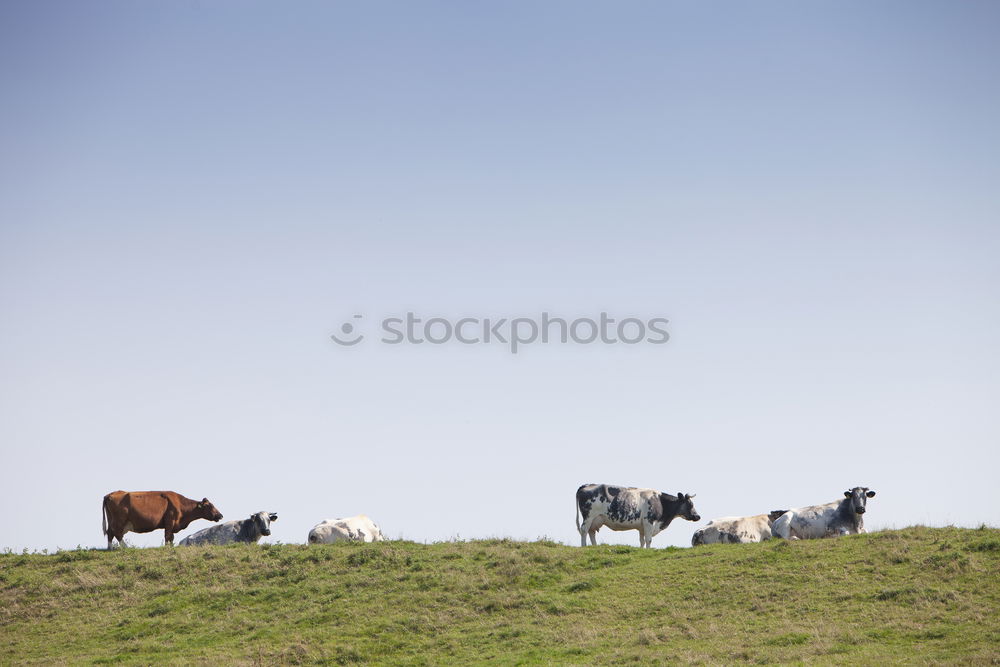 Similar – cow pasture Landscape Sky