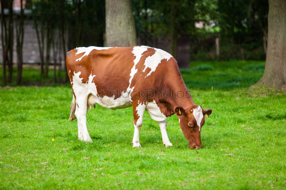 Similar – Foto Bild Außenseiter Kuh Wiese Gras