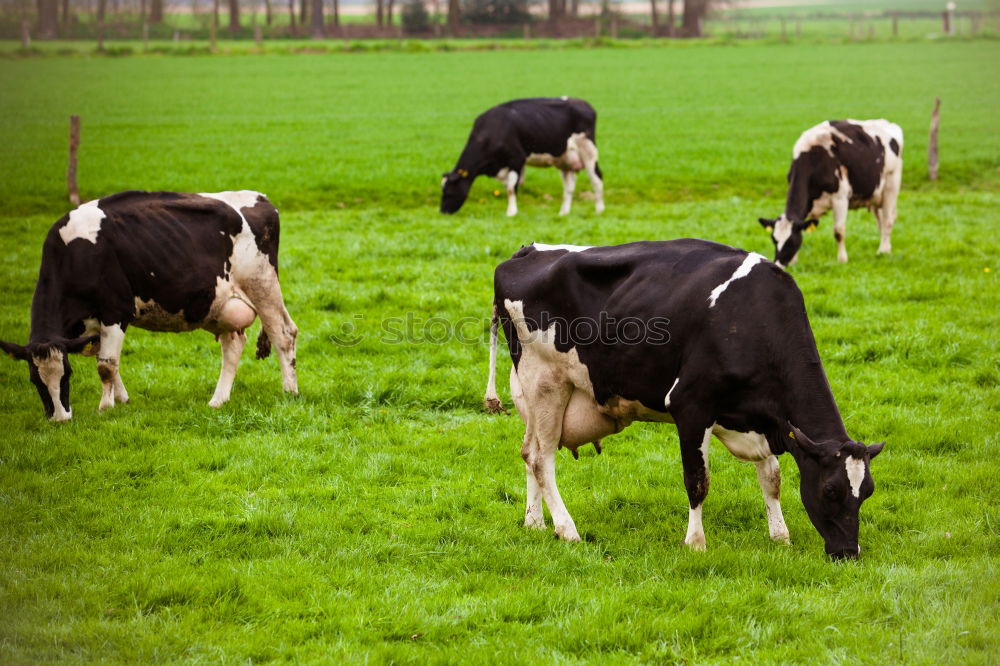 Similar – Foto Bild Außenseiter Kuh Wiese Gras