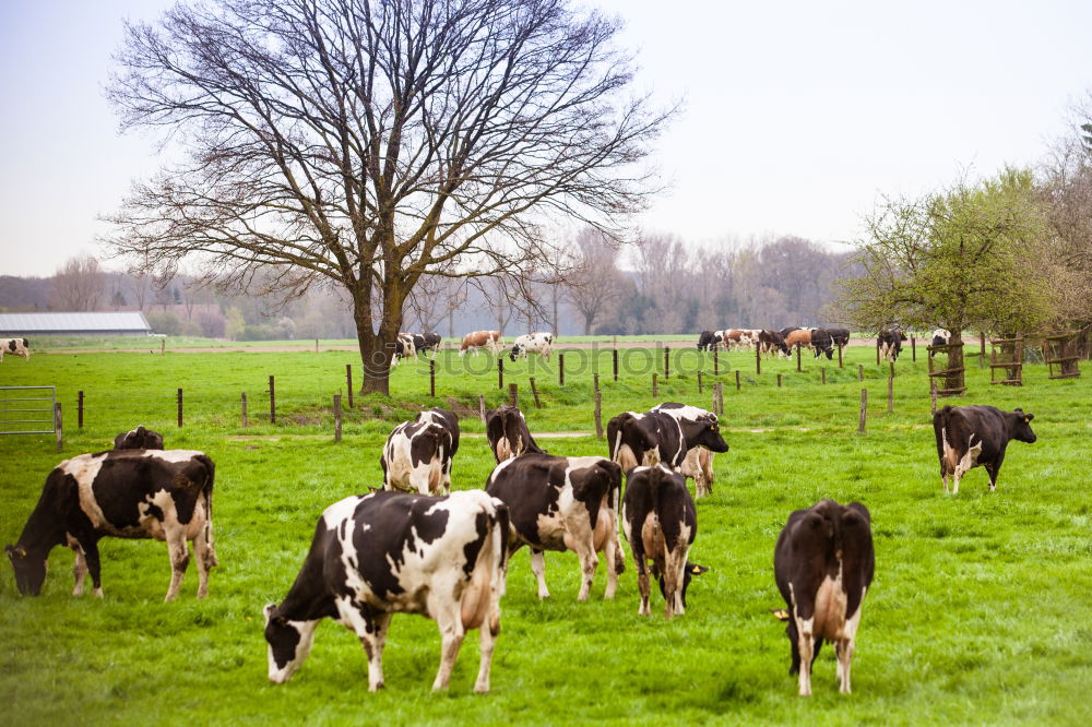 Similar – friesische kühe Natur