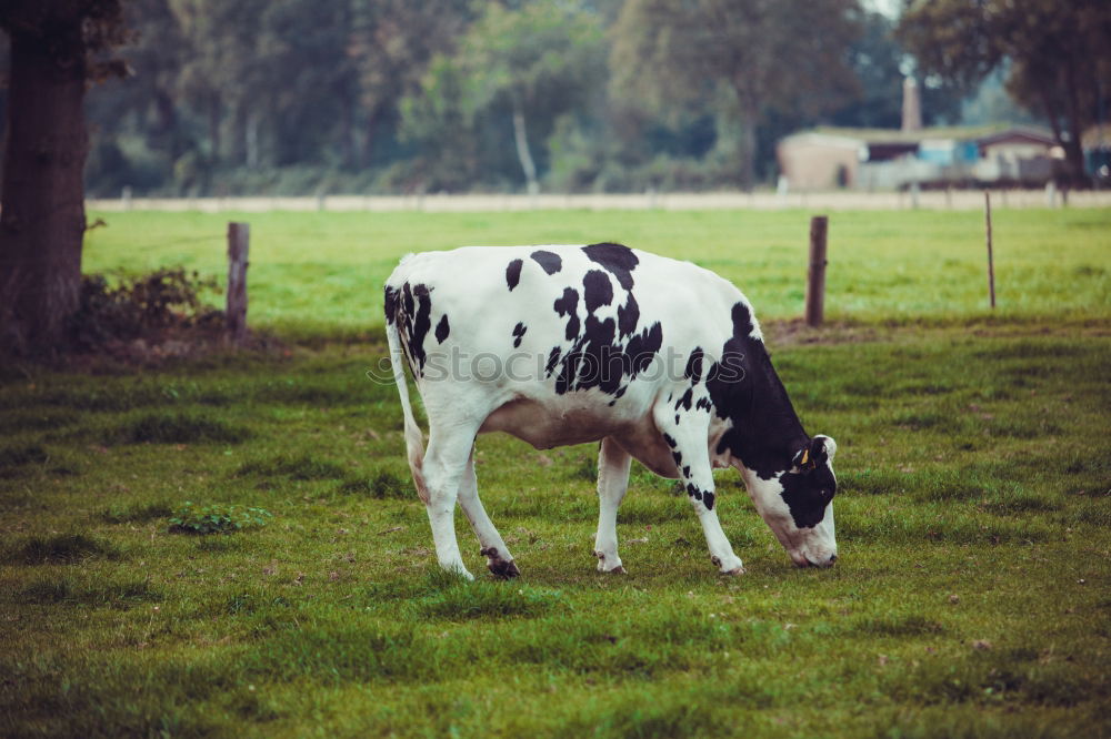 Similar – Foto Bild Außenseiter Kuh Wiese Gras