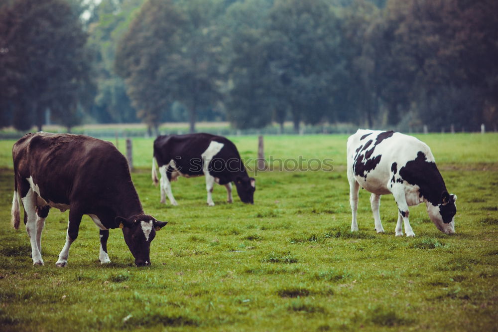 Similar – friesische kühe Natur