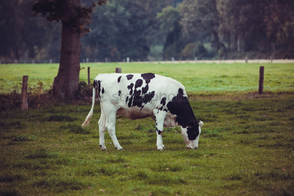 Similar – Foto Bild Außenseiter Kuh Wiese Gras