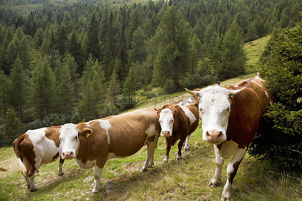 Similar – Image, Stock Photo Pitztal young cattle