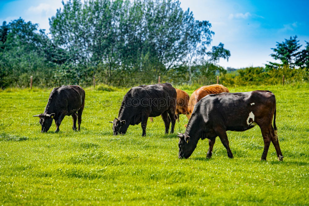 Similar – friesische kühe Natur