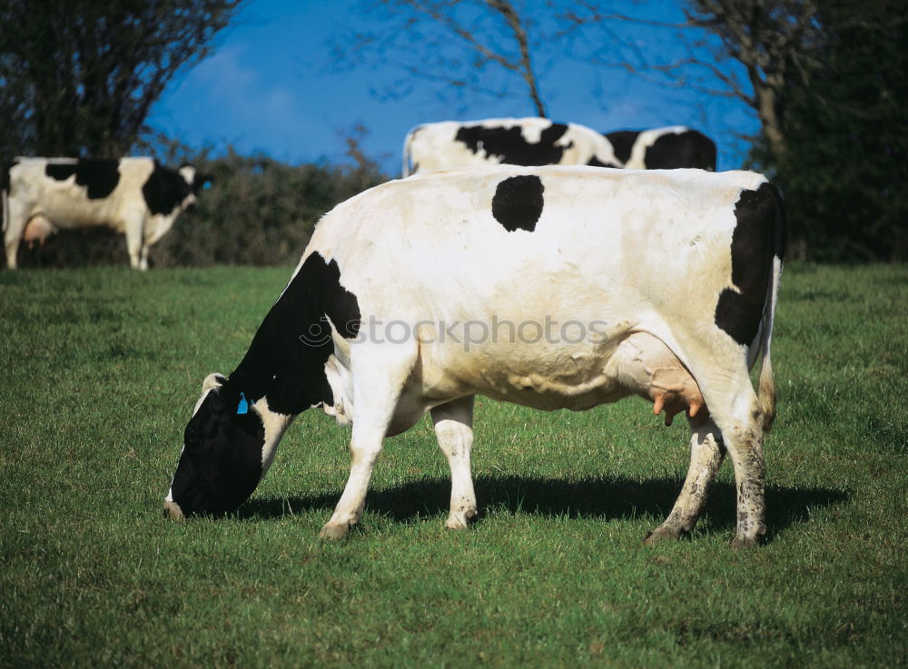 Similar – Image, Stock Photo organic milk Cow