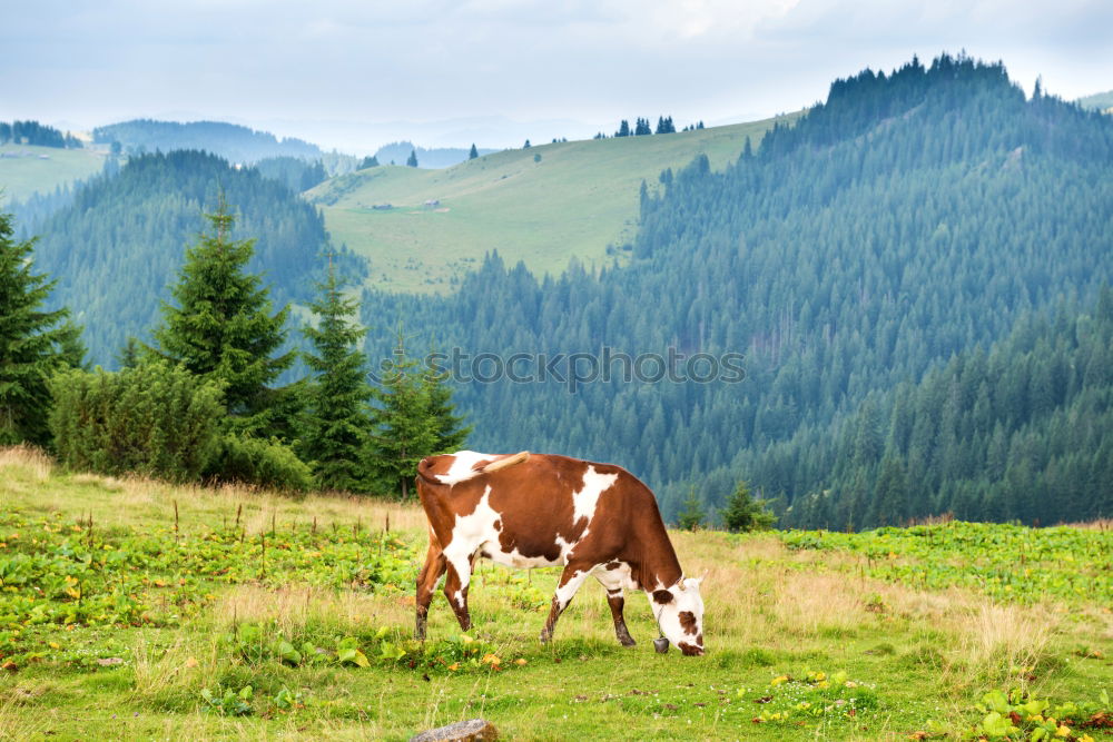 Similar – Image, Stock Photo Cows on the summit