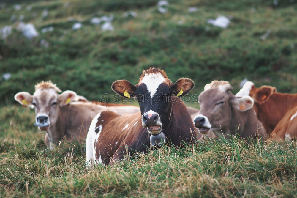 Foto Bild Muh. Essen Milch Umwelt