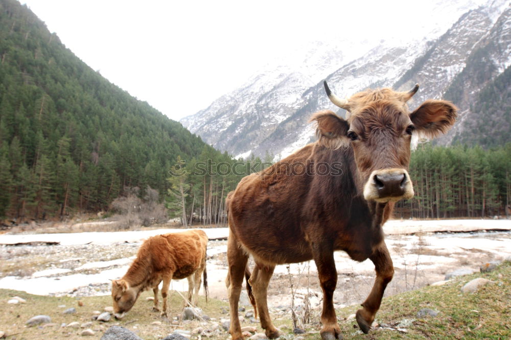 Similar – Image, Stock Photo Mooing cow Mountain Hiking