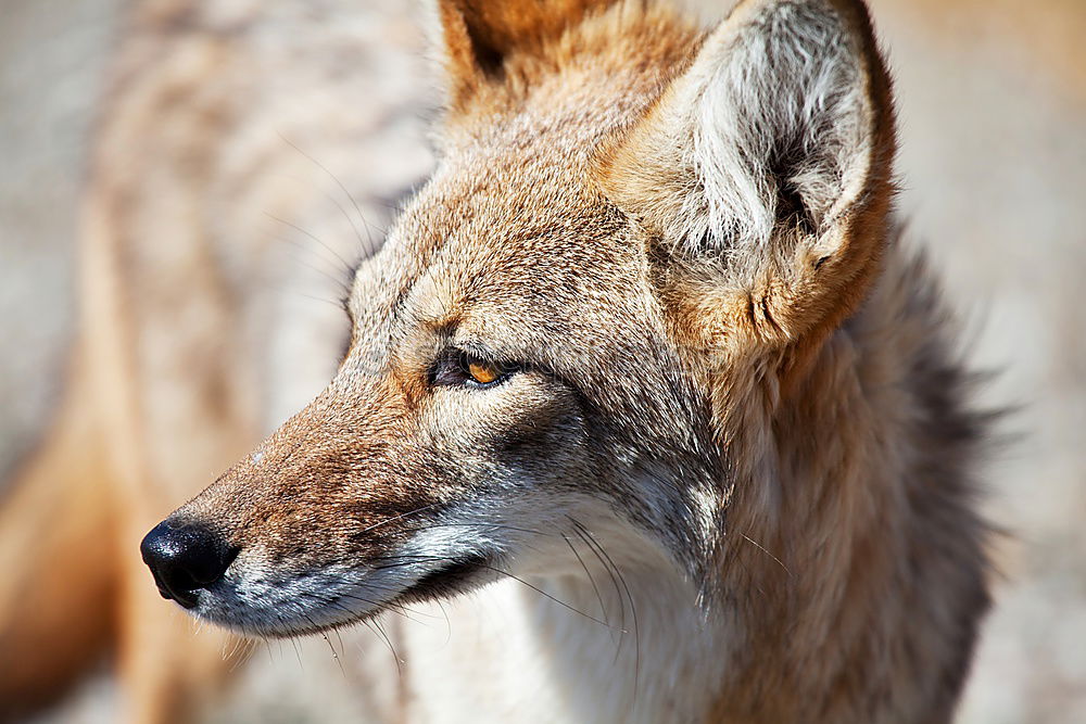 Similar – Image, Stock Photo Fox in the field with fog and snow