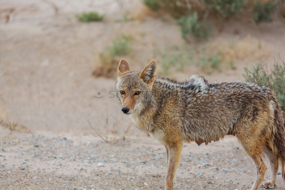 Similar – Jackal Namibia Savannah