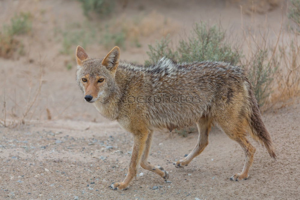 Similar – Jackal Namibia Savannah