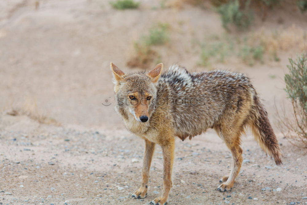 Similar – Jackal Namibia Savannah