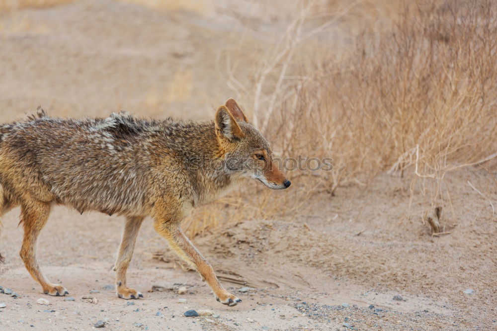 Similar – Jackal Namibia Savannah