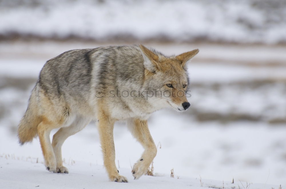 Similar – Wolf running on snow Snow