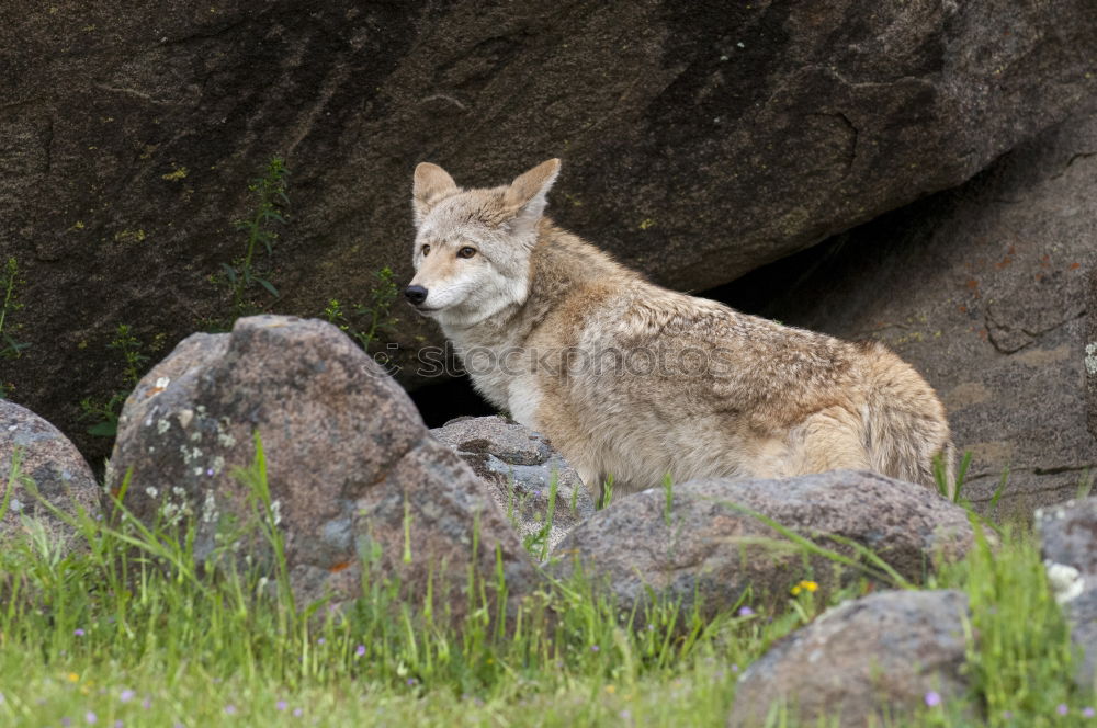 Similar – Image, Stock Photo Little Steppe Fox