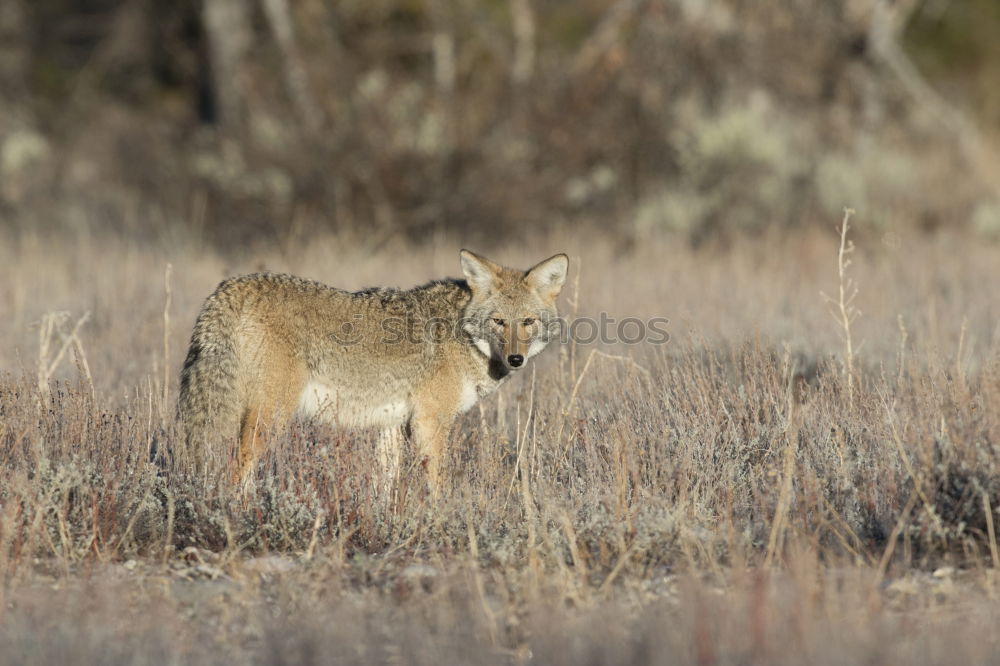 Similar – Jackal Namibia Savannah