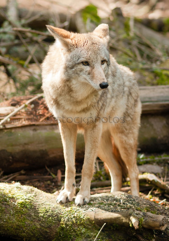 Similar – Image, Stock Photo Little Steppe Fox