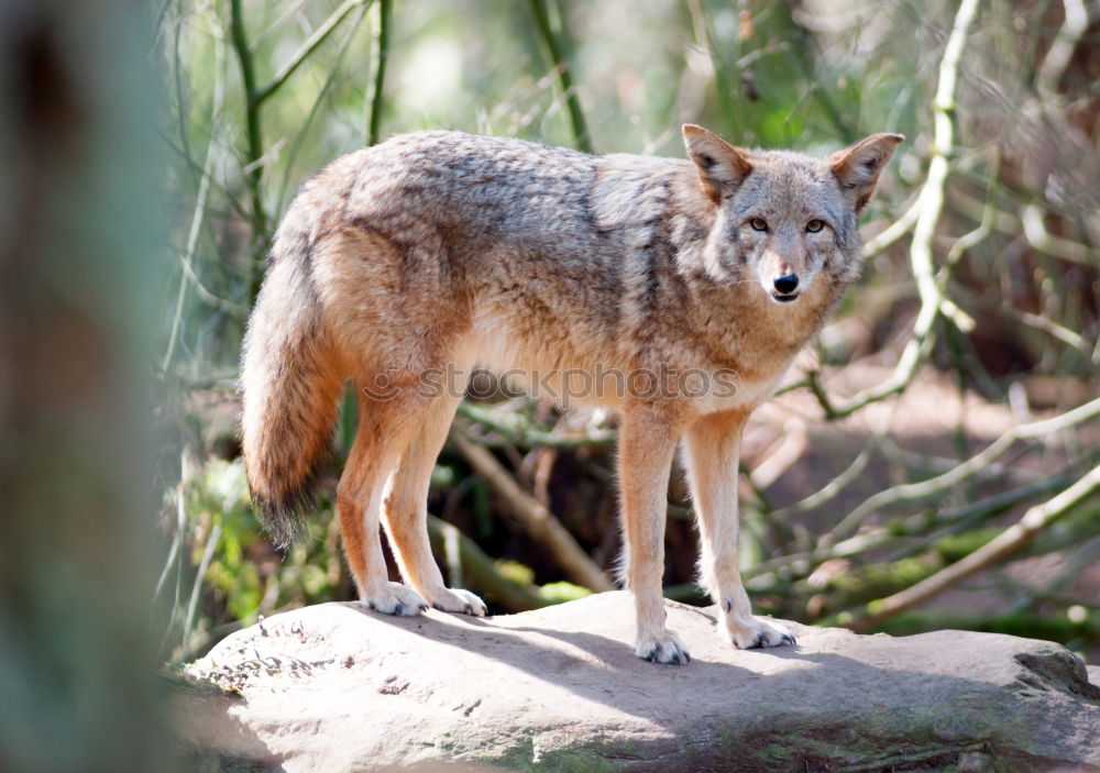 Similar – Image, Stock Photo Little Steppe Fox