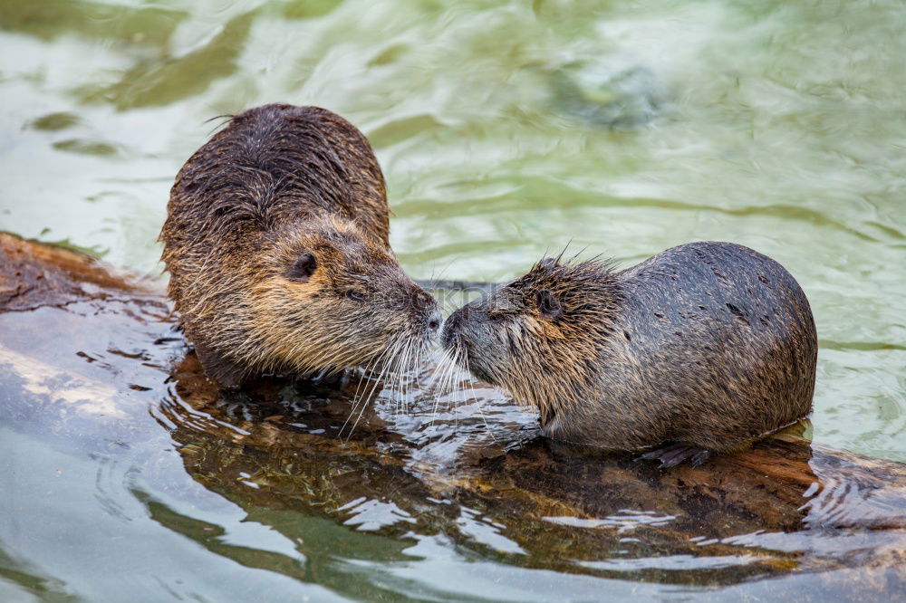 Similar – Image, Stock Photo is this love? Animal Pelt