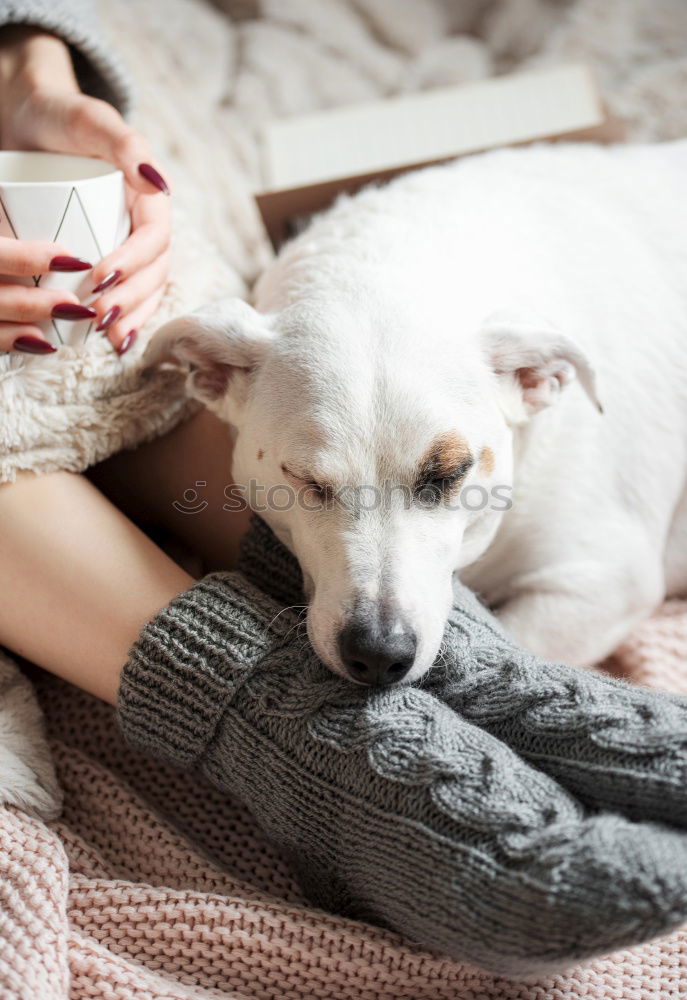 Image, Stock Photo Puppy sleeping on owner laps