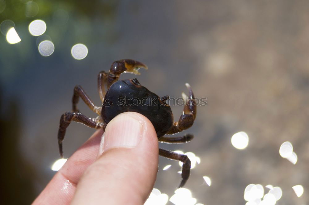 Similar – Bugs. Beetle Insect Hand