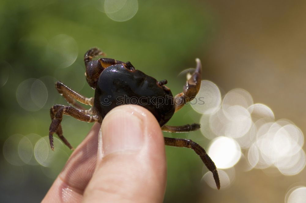 Similar – Bugs. Beetle Insect Hand