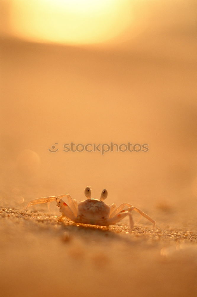 Image, Stock Photo leaflet Leaf Light Autumn