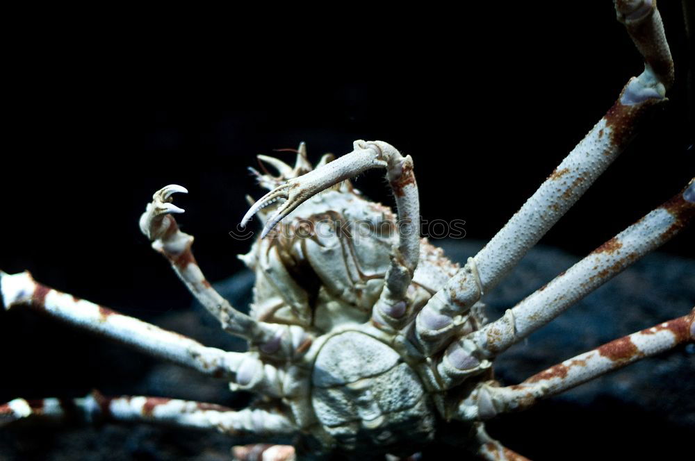 crab shooting Shrimp Ocean