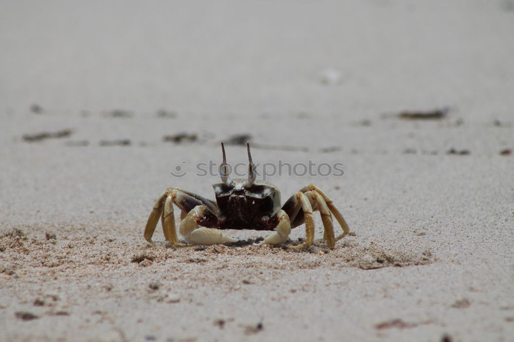 Similar – Image, Stock Photo I see you Adventure Safari