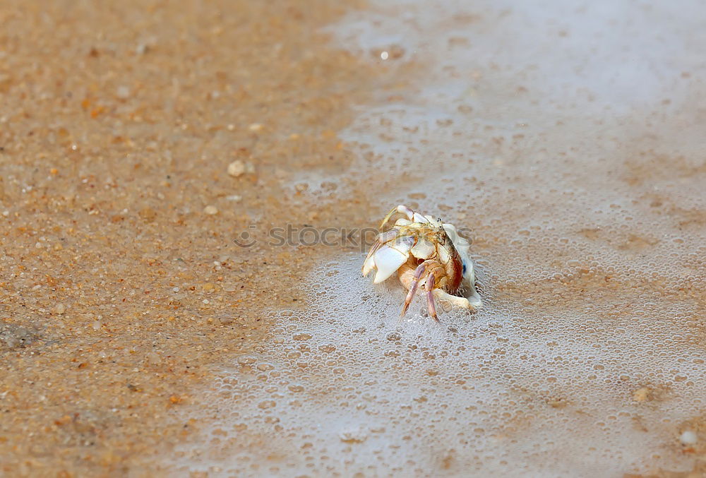 Similar – Image, Stock Photo I see you Adventure Safari