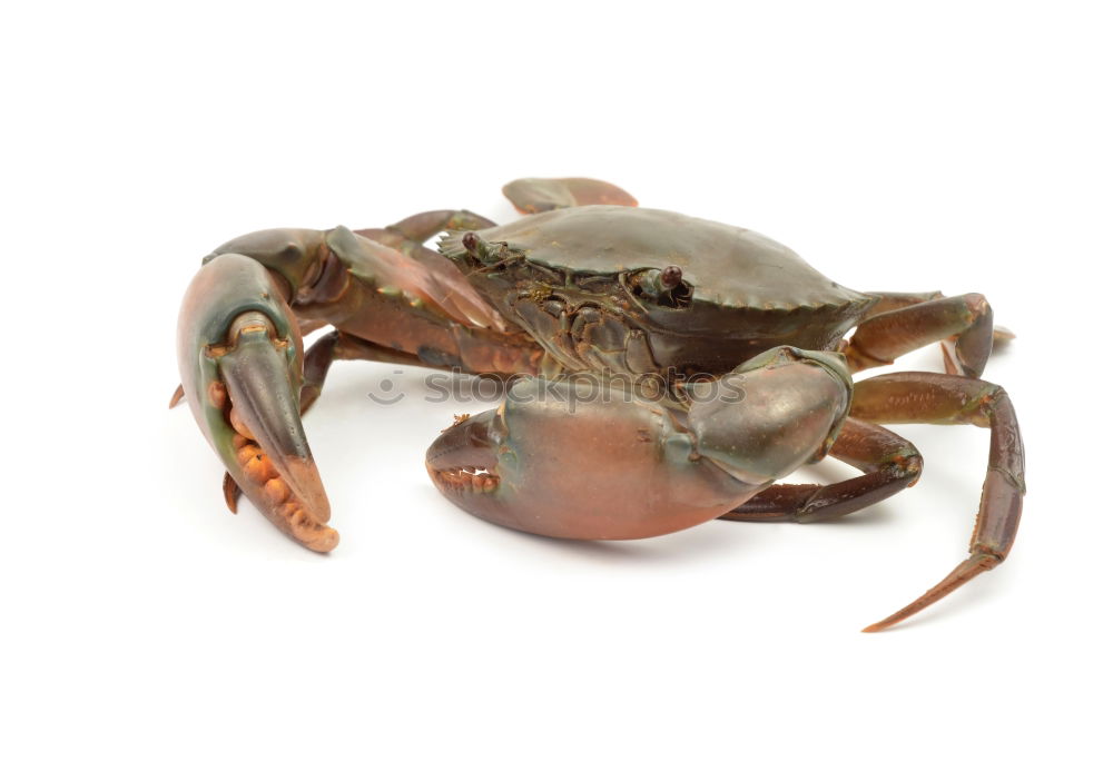 Similar – Close up detail Crab face with mouth and eyes on beach