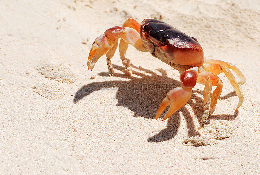 Krabbe am klettern Sommer