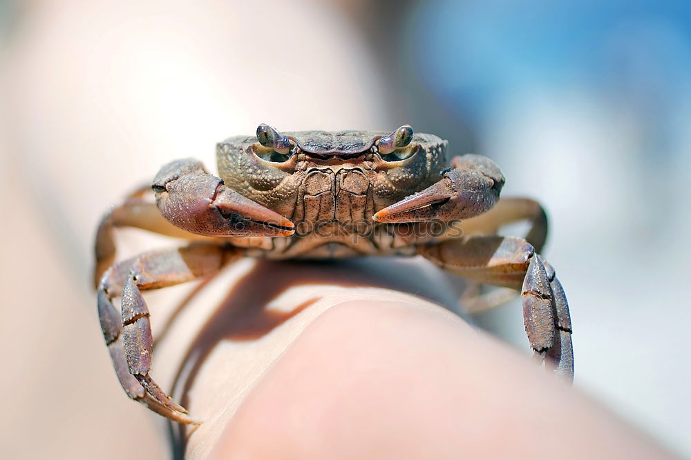 Similar – Bugs. Beetle Insect Hand