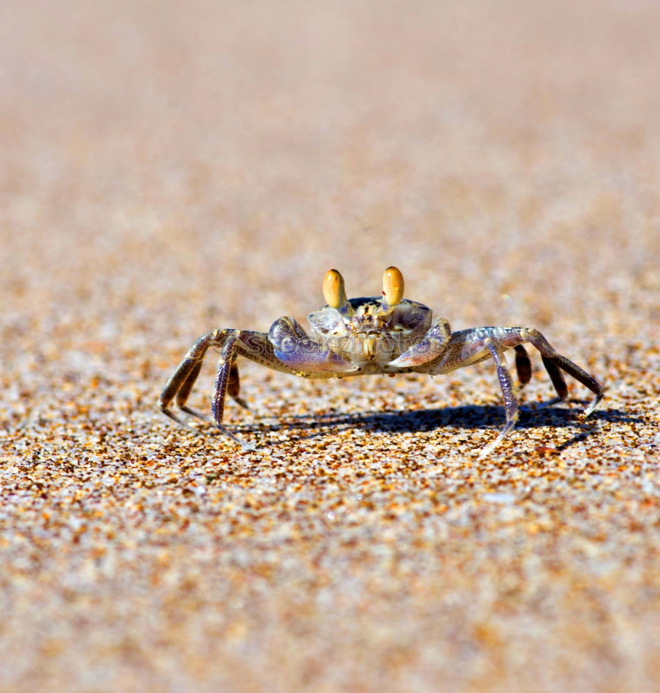 Similar – Foto Bild Was guckst Du? Strand