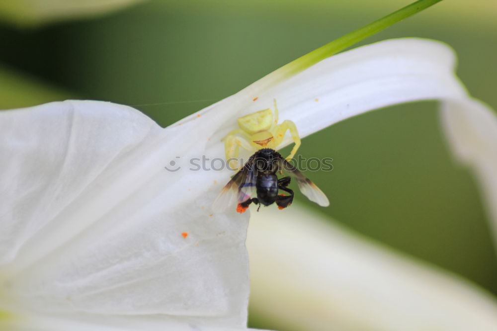 Similar – Zuckerschlecker Natur