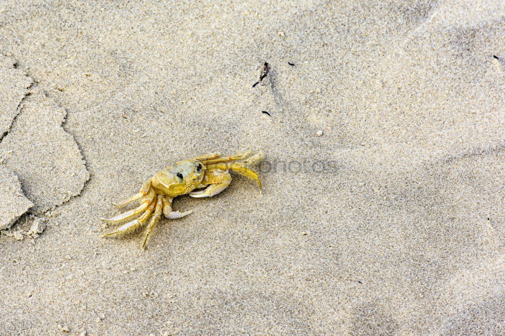 Similar – Foto Bild durstig Umwelt Natur