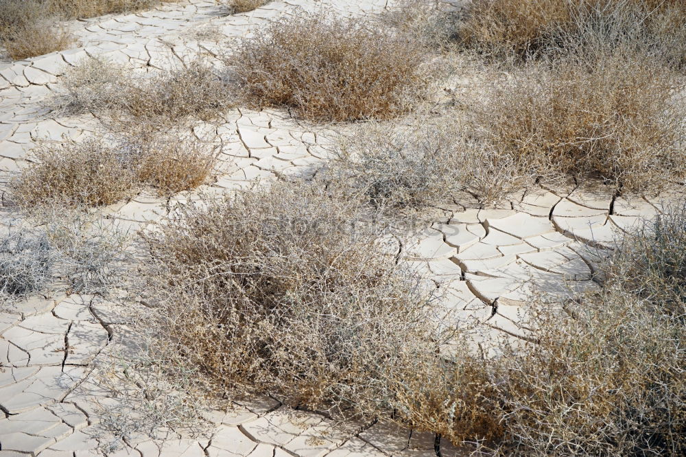 Similar – Image, Stock Photo run sand Blade of grass