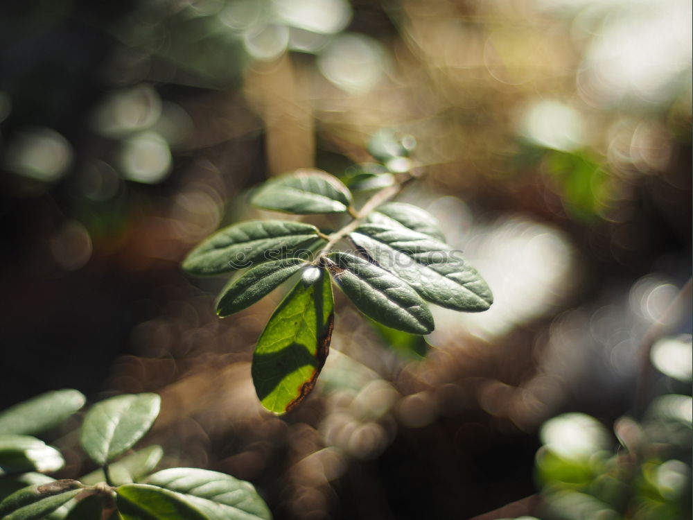 Similar – Image, Stock Photo Snowdrops II Environment