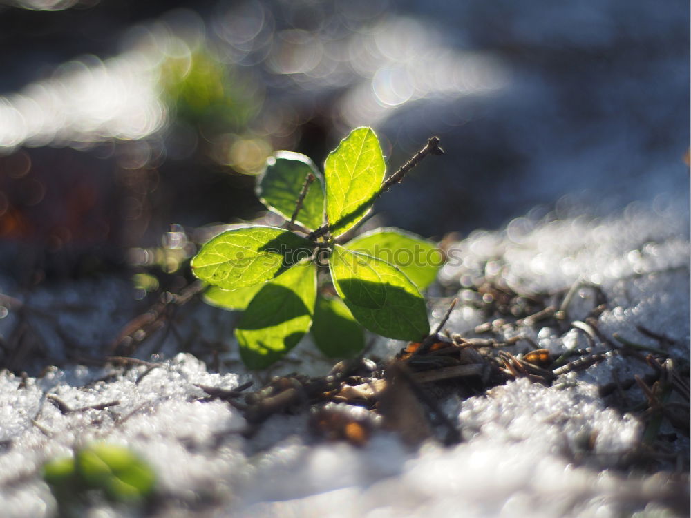 Similar – klebt ein blatt an der seite